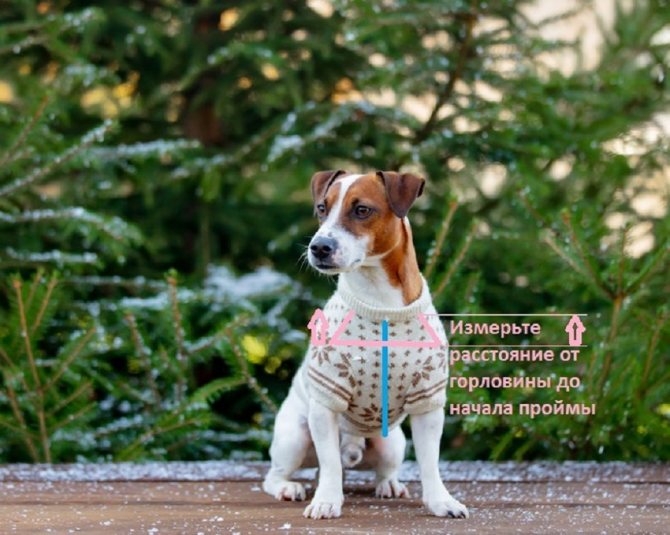 Построение выкройки для свитера собаки