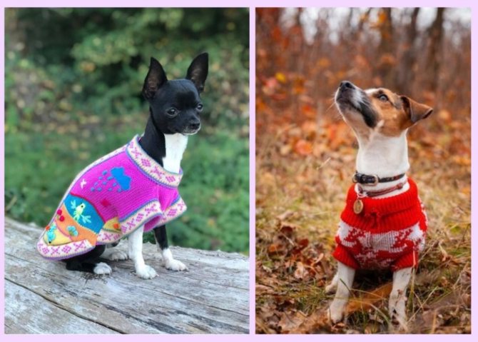 Вязаные свитера для маленьких собак
